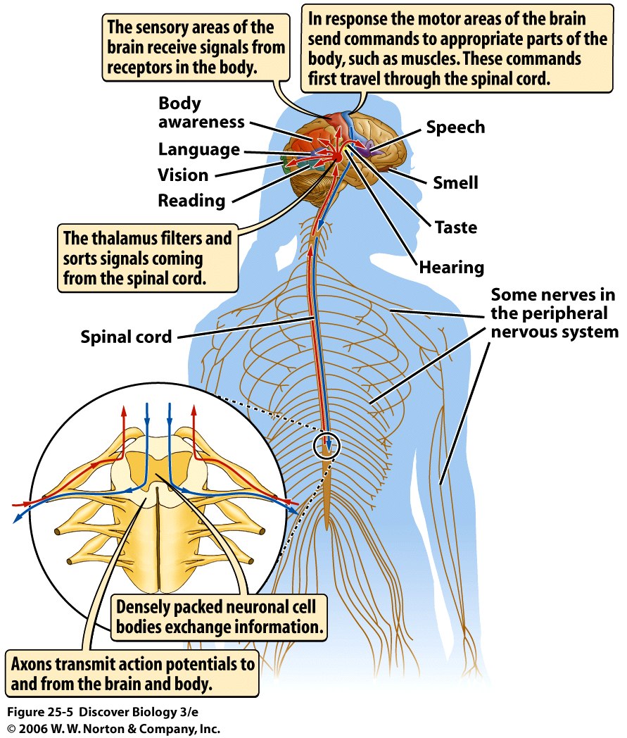 Central Nervous System Diagram Brain And Spinal Cord Organisation Of Peripheral Nervous System 4976
